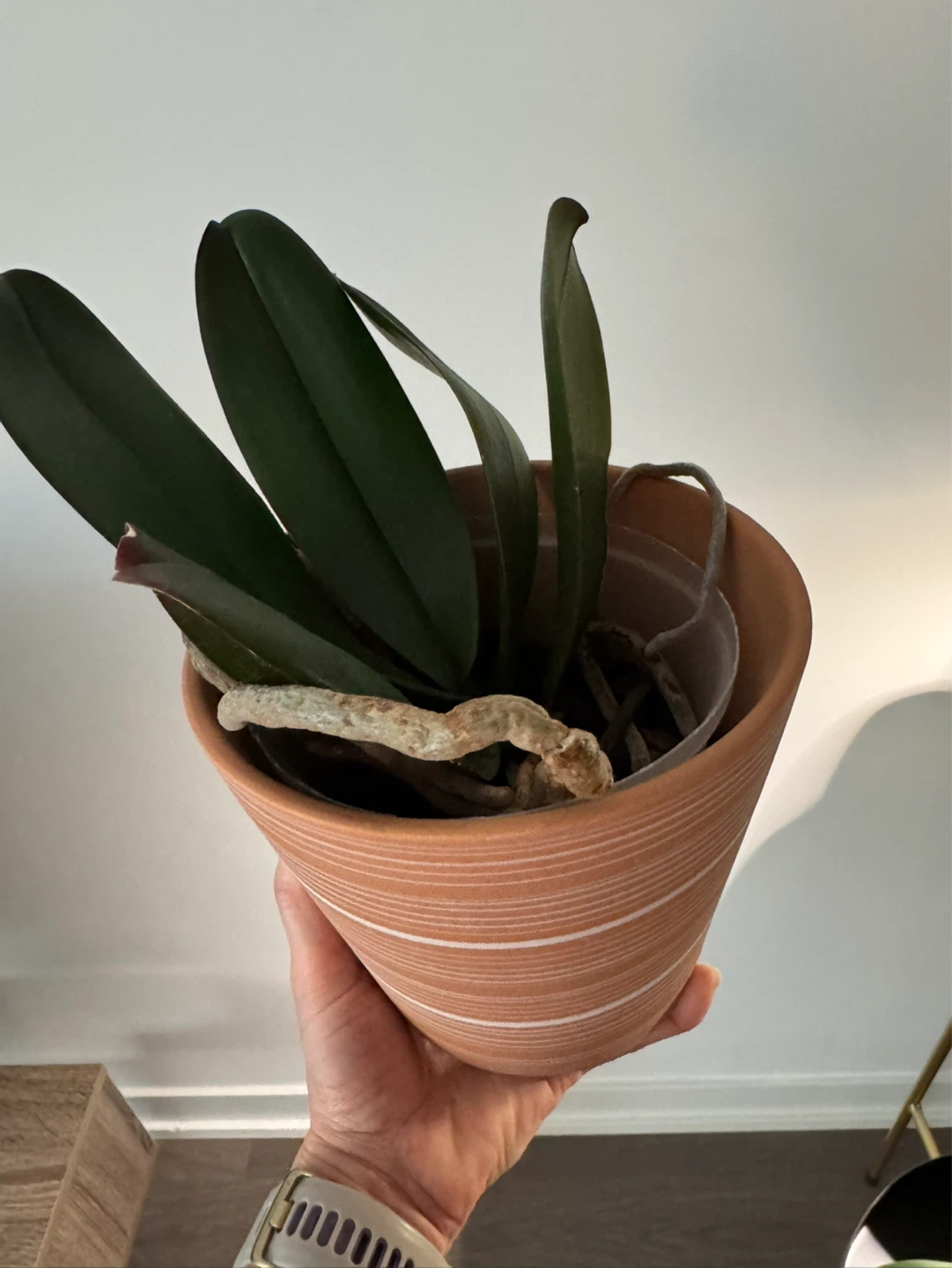 MUST GO - 3 Phalaenopsis Orchids - POTS INCLUDED (not in bloom) - photo 4