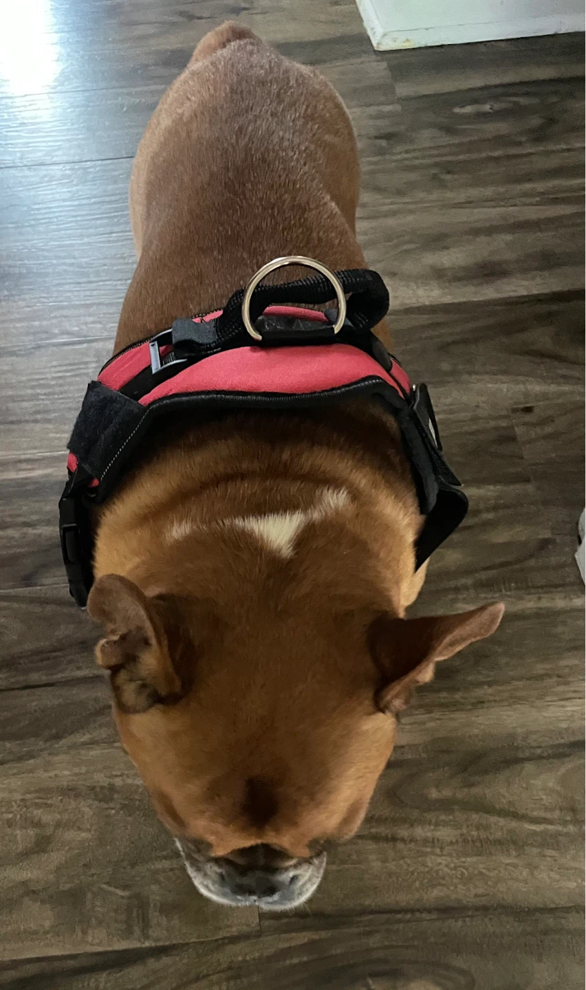Red Dog Harness with Reflective Strips - photo 2