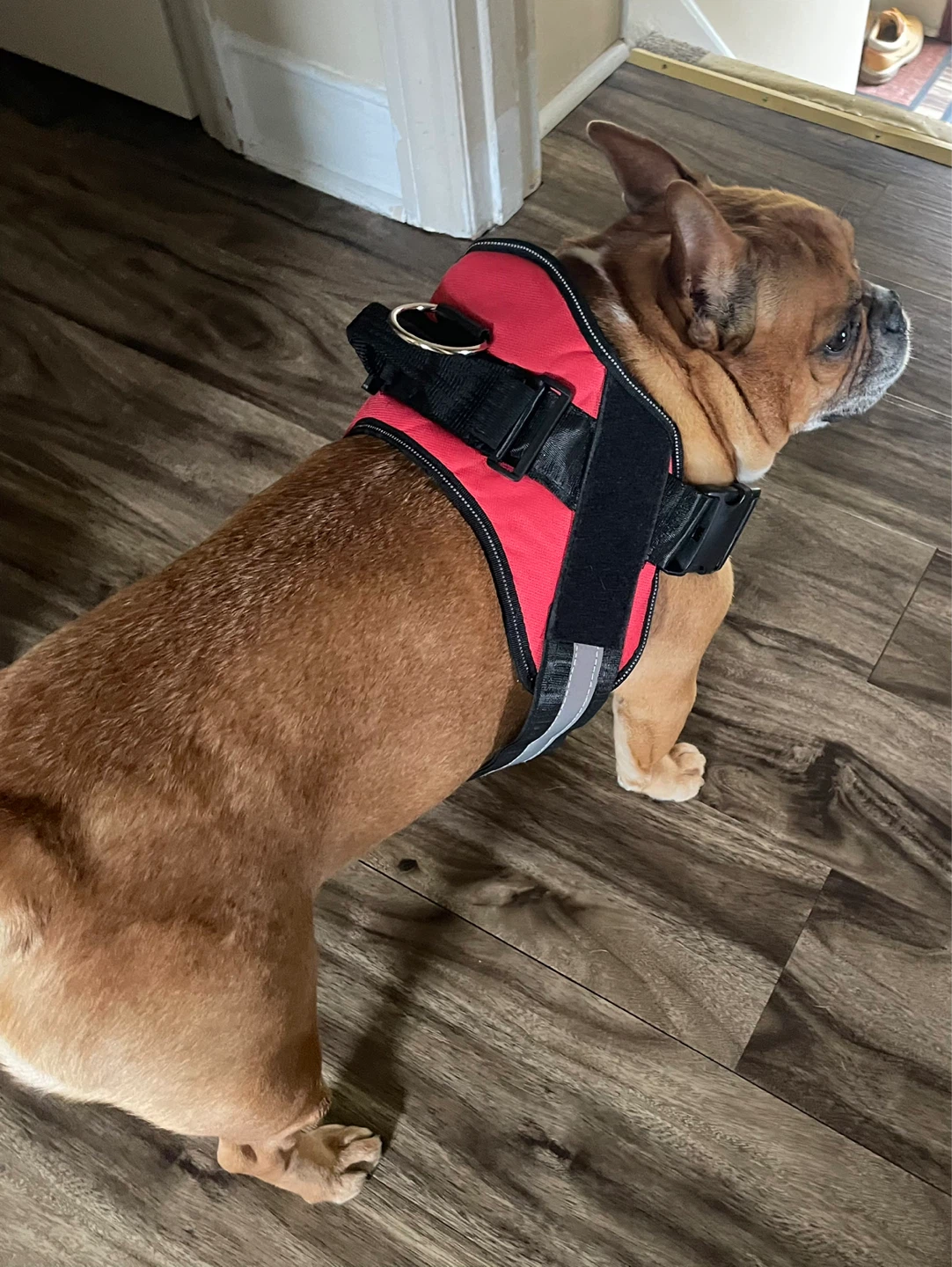 Red Dog Harness with Reflective Strips - photo 3