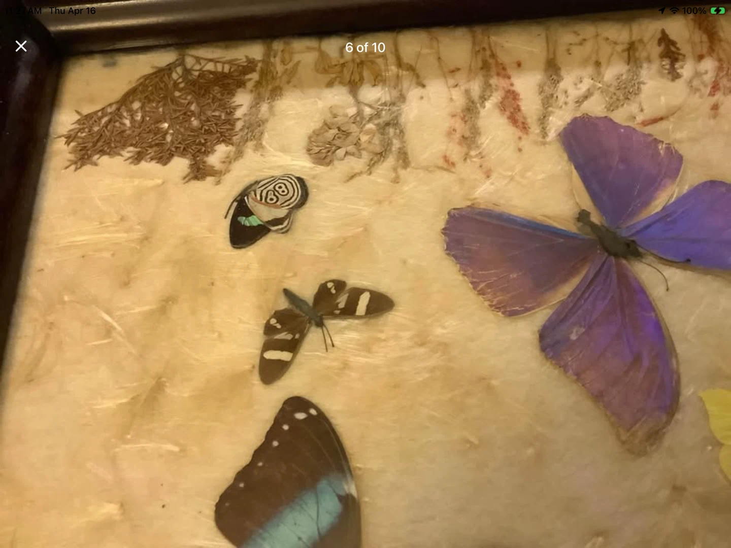 Vintage Butterflies & Pressed Plant Collection Behind Glass 🐞 - photo 4