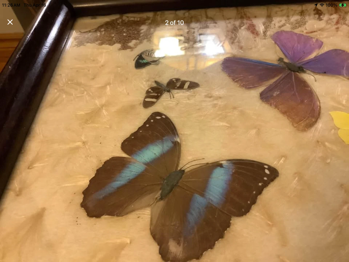 Vintage Butterflies & Pressed Plant Collection Behind Glass 🐞 - photo 2