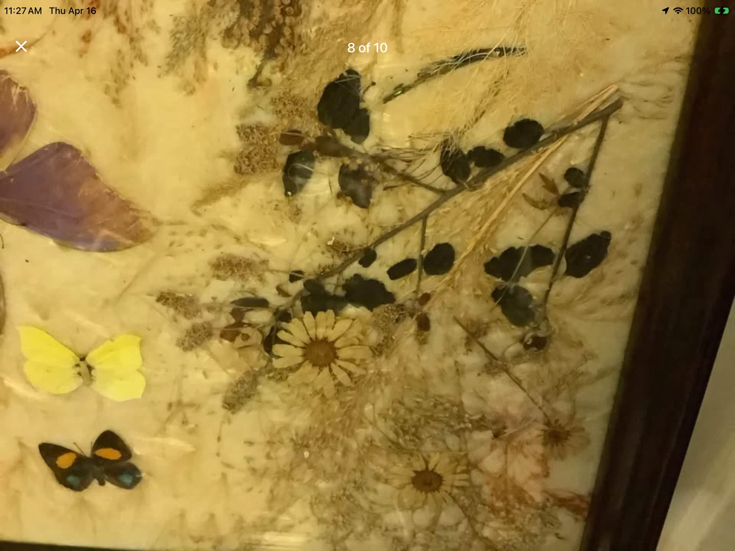 Vintage Butterflies & Pressed Plant Collection Behind Glass 🐞 - photo 5
