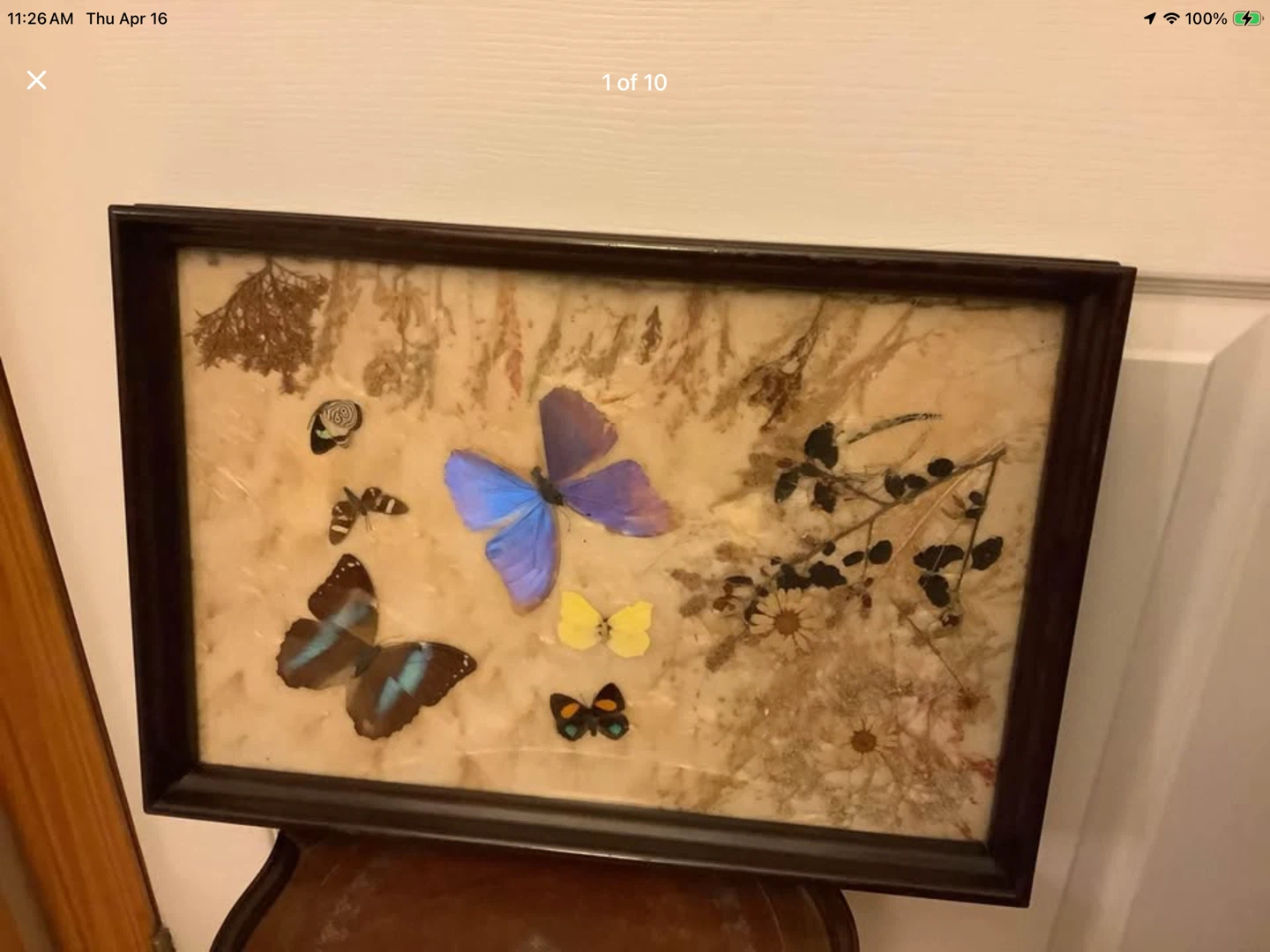 Vintage Butterflies & Pressed Plant Collection Behind Glass 🐞