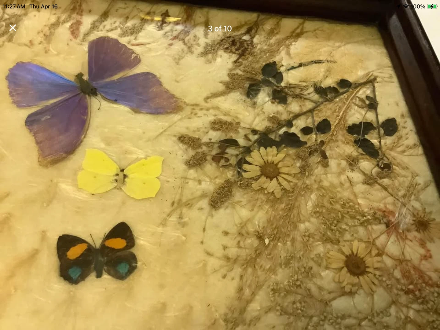 Vintage Butterflies & Pressed Plant Collection Behind Glass 🐞 - photo 3