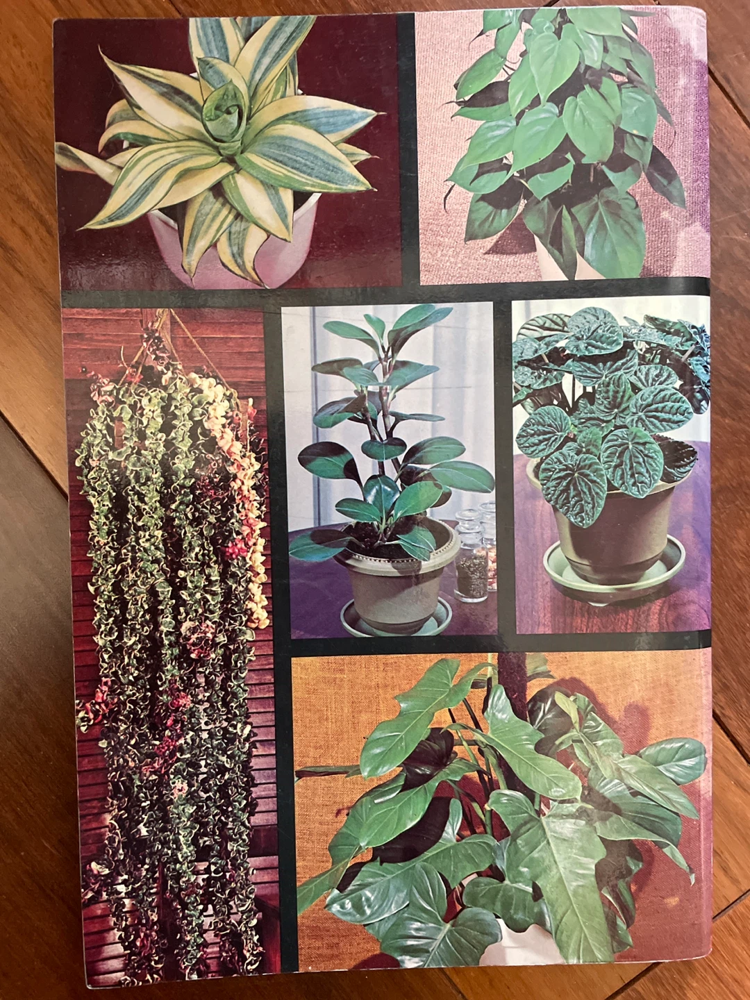 Foliage Plants for Modern Living Book - photo 2