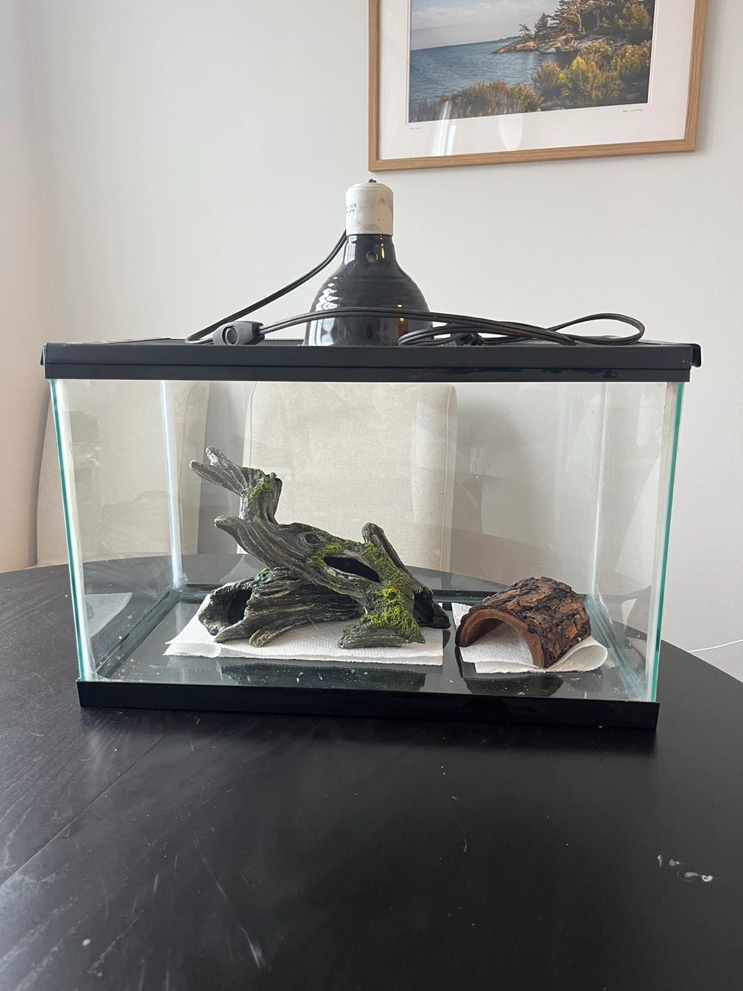 Terrarium with Heat Lamp and Decorations - photo 3