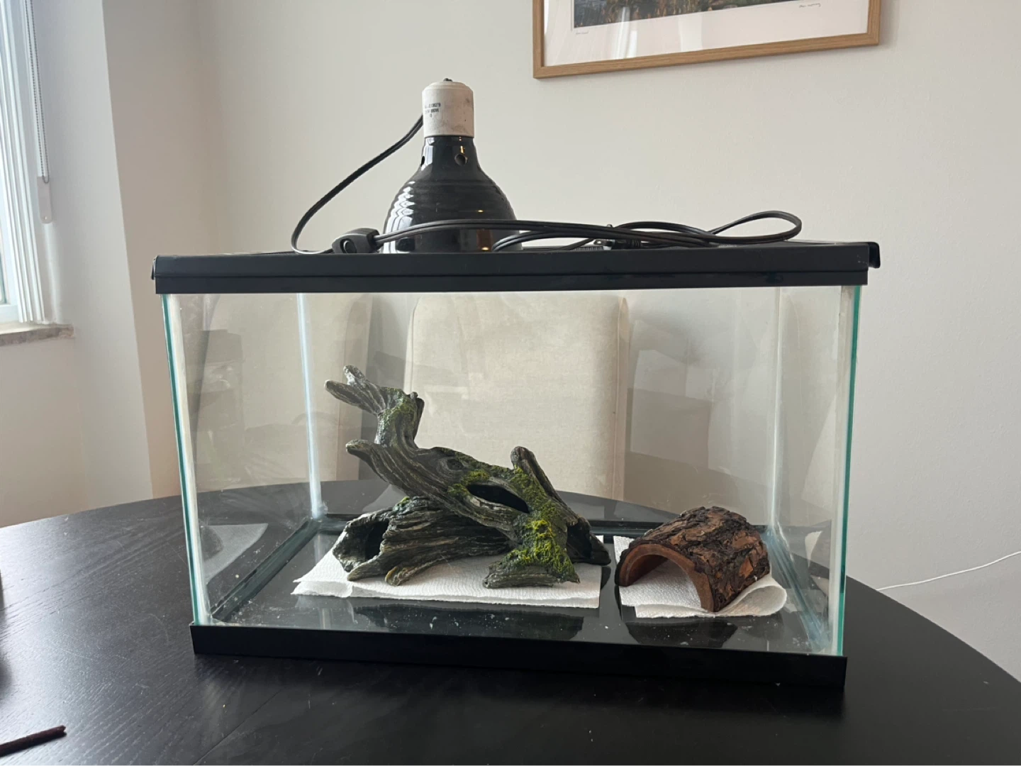 Terrarium with Heat Lamp and Decorations