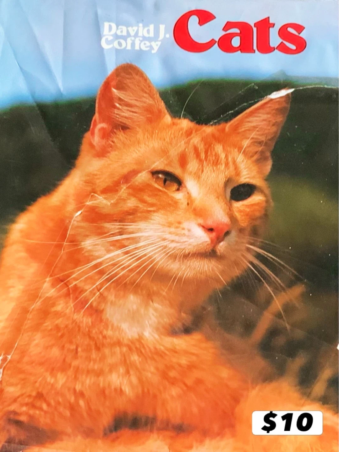David J. Coffey Cats Book