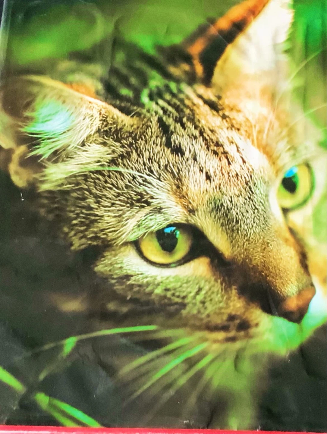 David J. Coffey Cats Book - photo 2