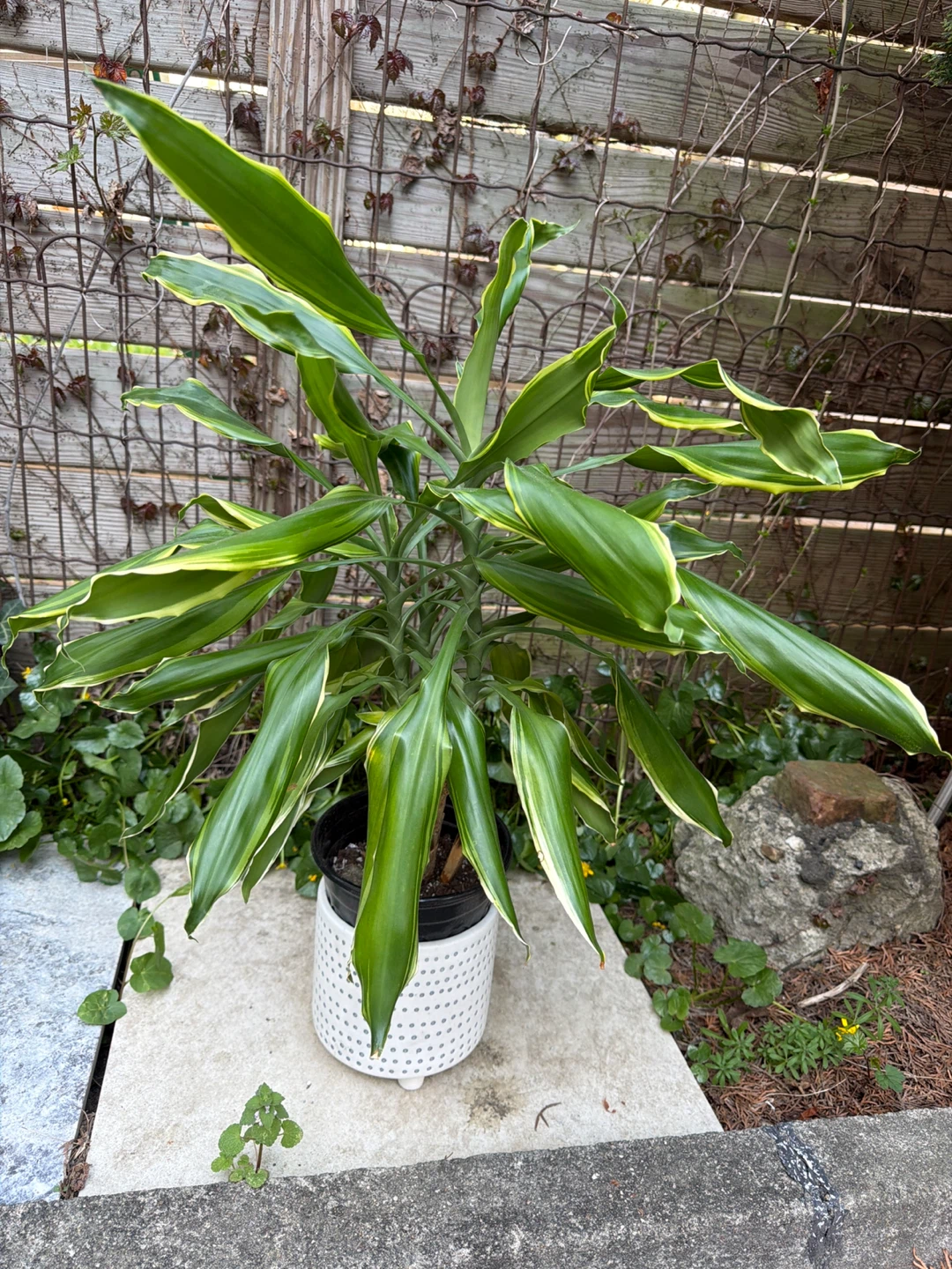 Corn Plant (Dracaena fragrans 'Massangeana') - photo 2