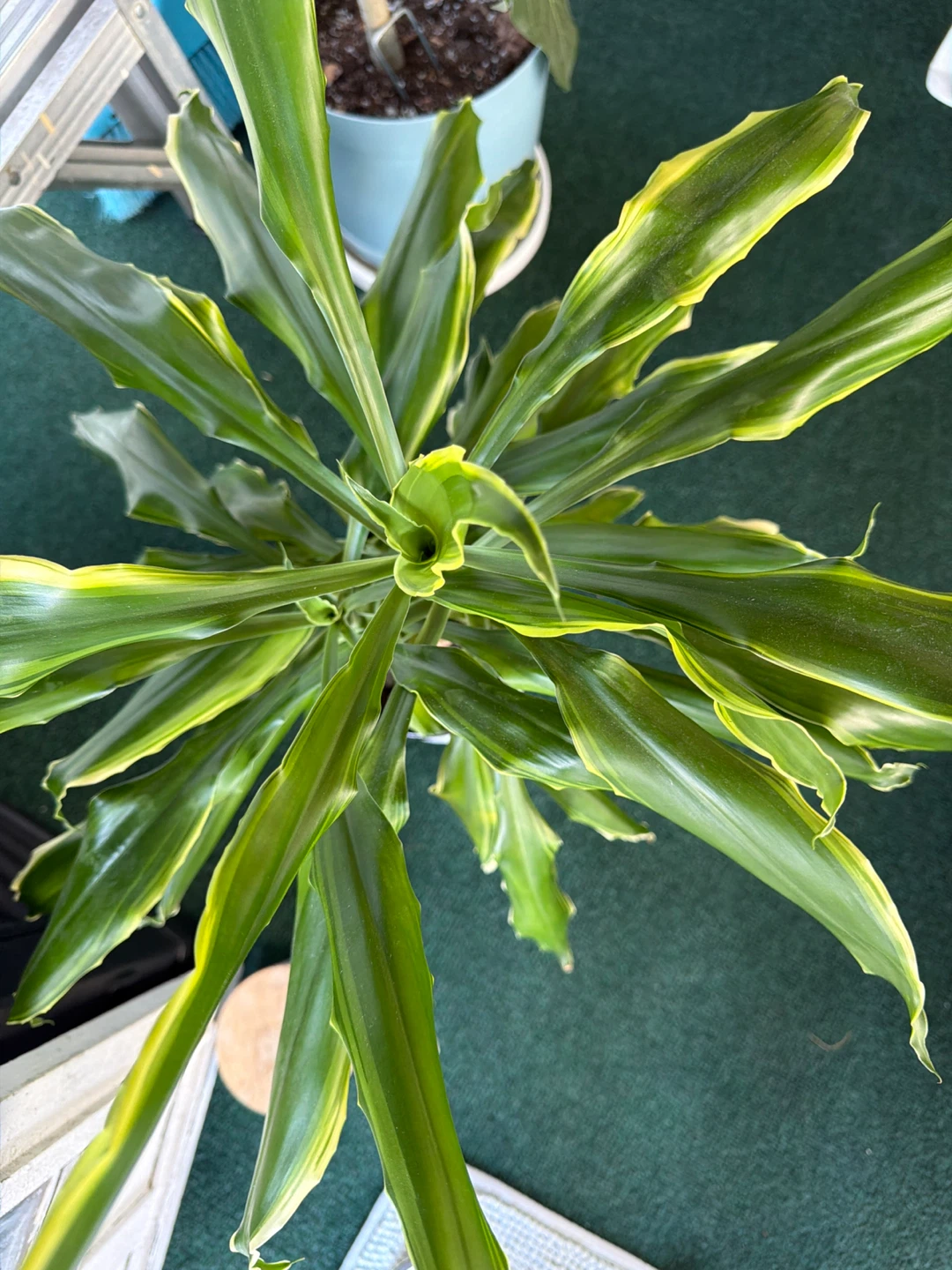 Corn Plant (Dracaena fragrans 'Massangeana') - photo 3