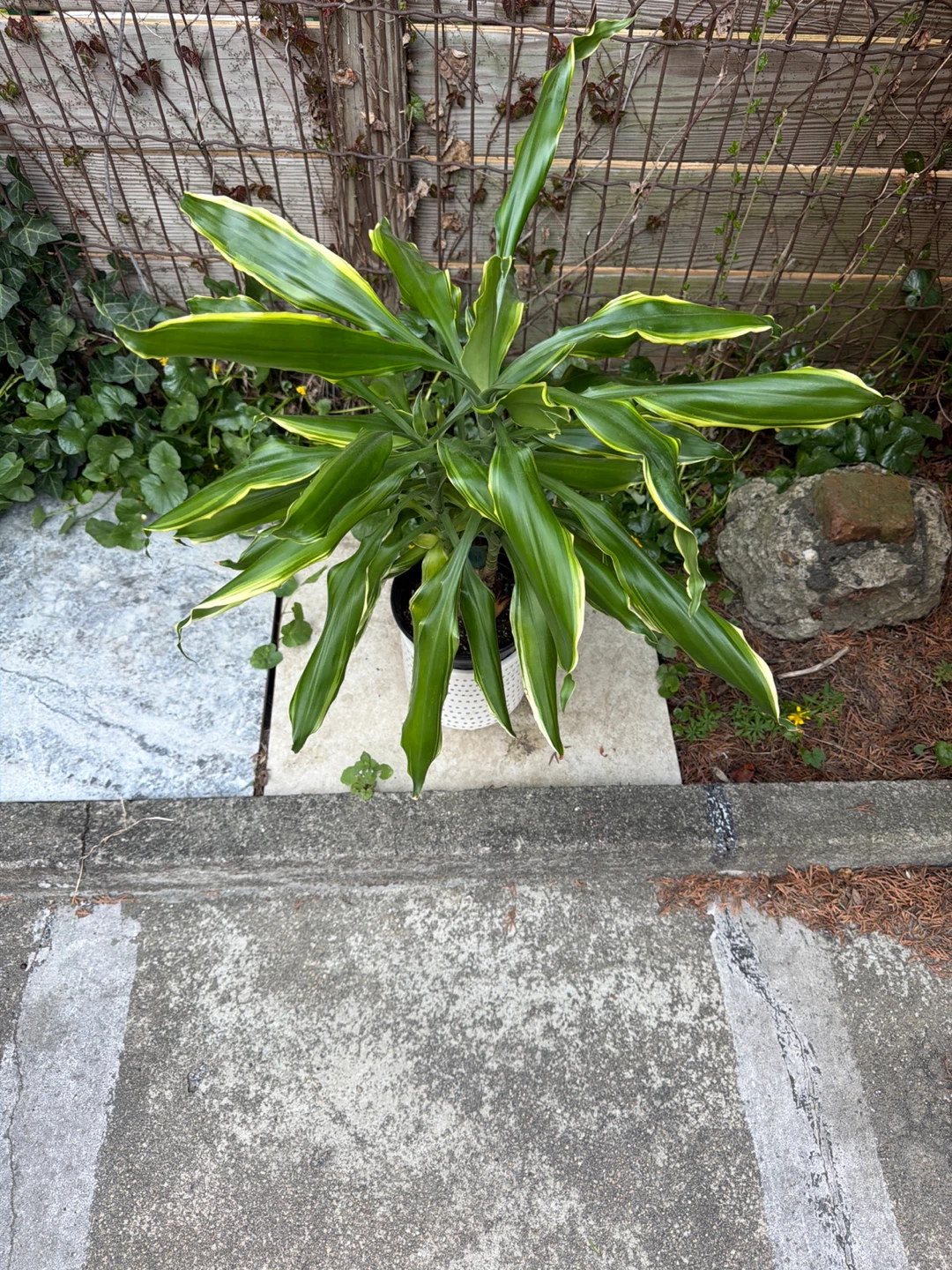 Corn Plant (Dracaena fragrans 'Massangeana') - photo 4