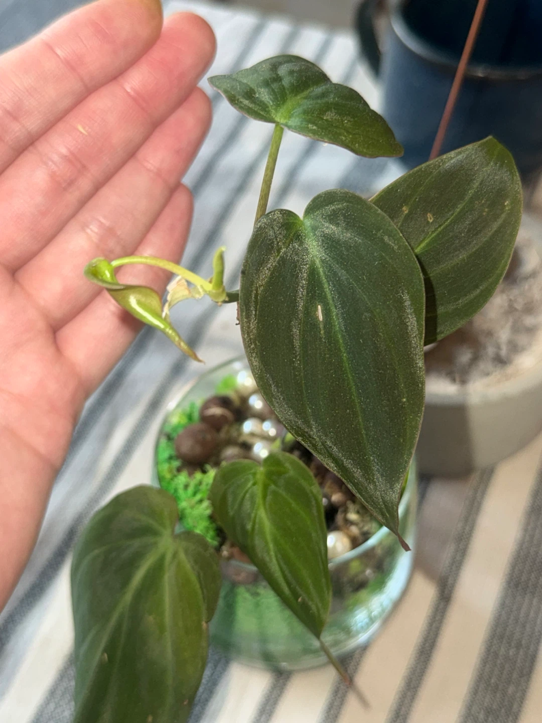 Philodendron micans Plant in glass moss terrarium pot - photo 5