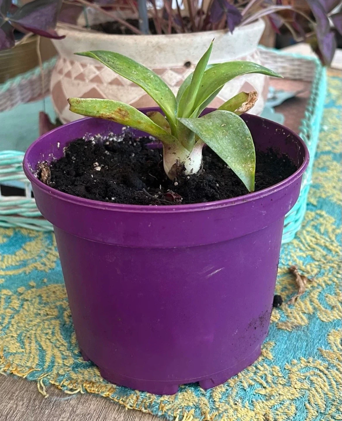 Century house potted plant