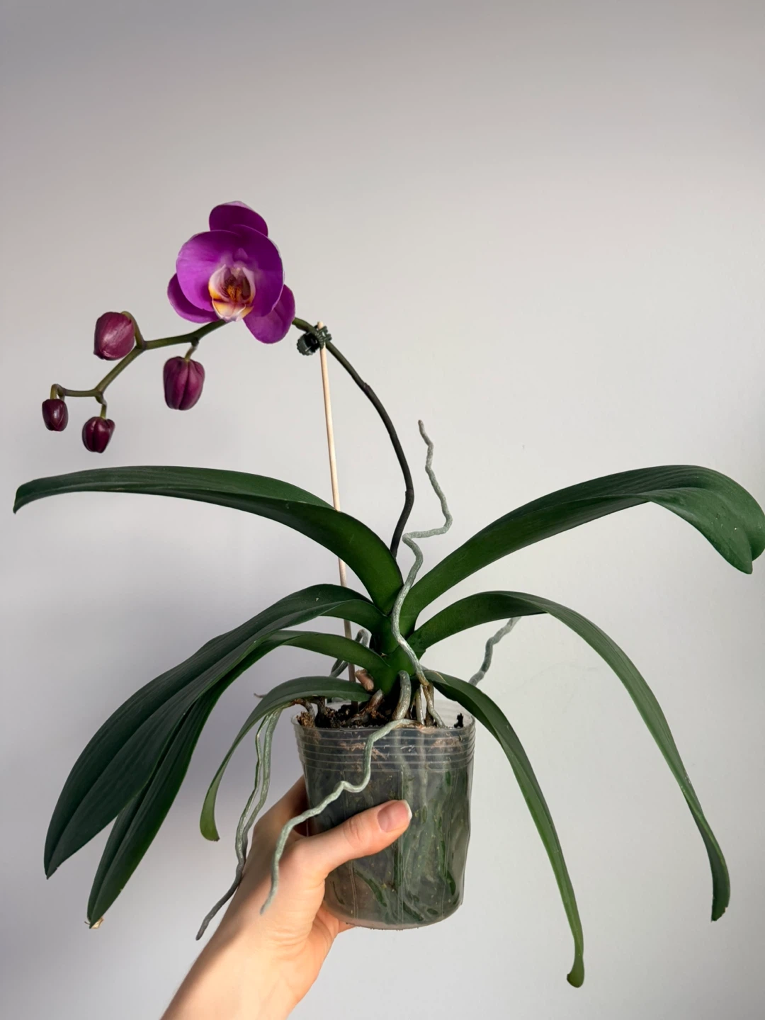 Potted Orchid Plant - photo 2