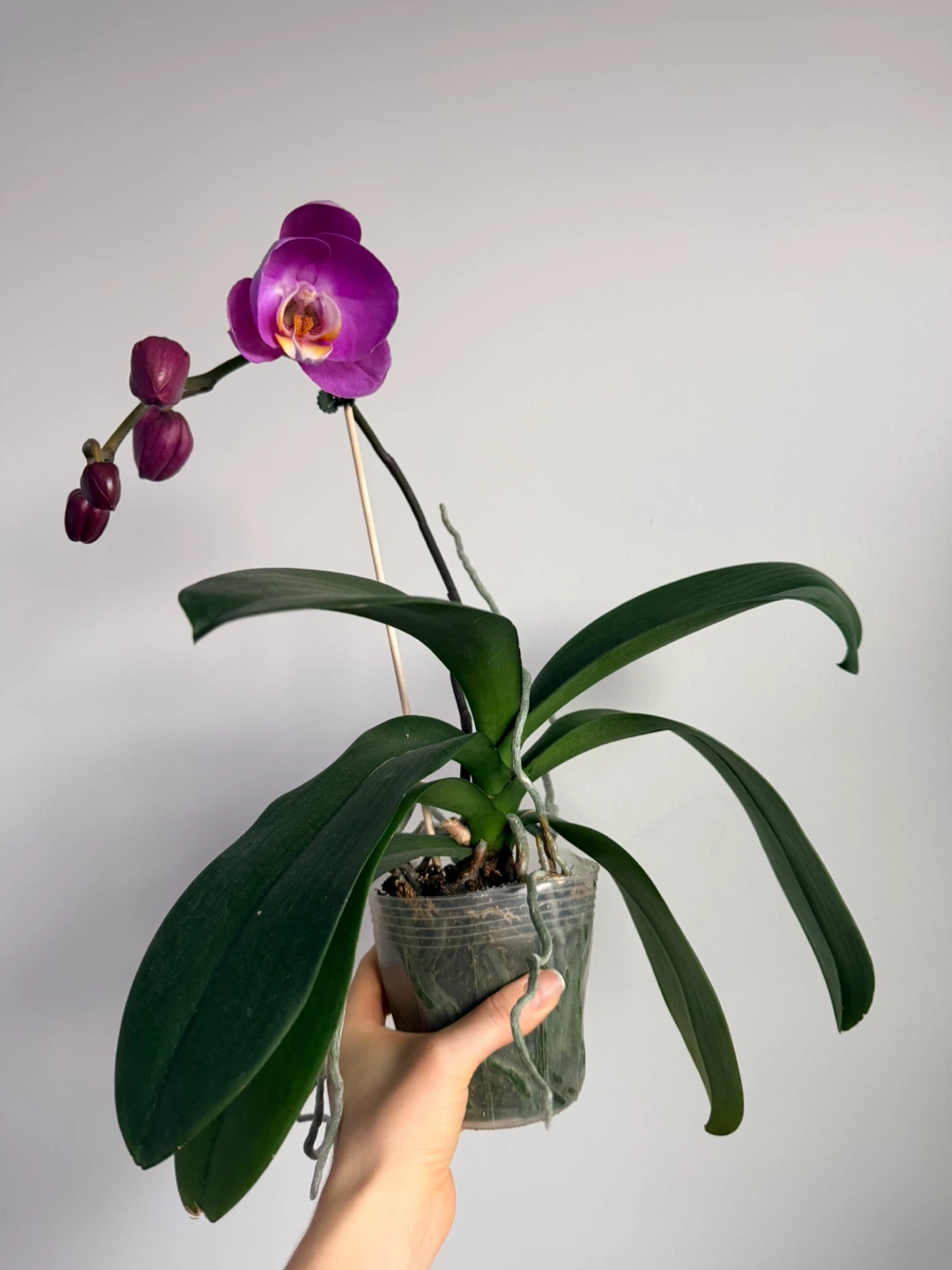 Potted Orchid Plant - photo 3