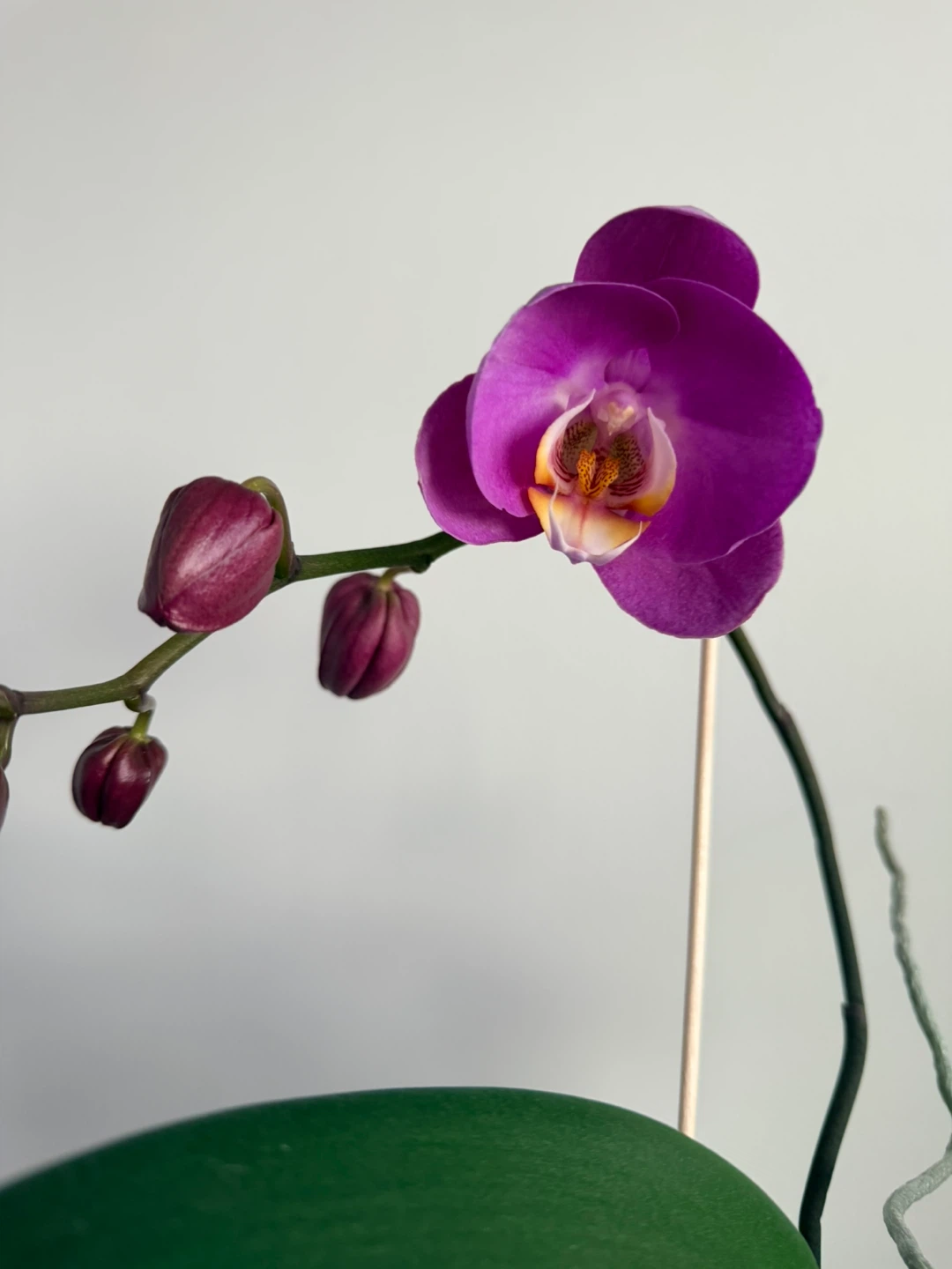 Potted Orchid Plant
