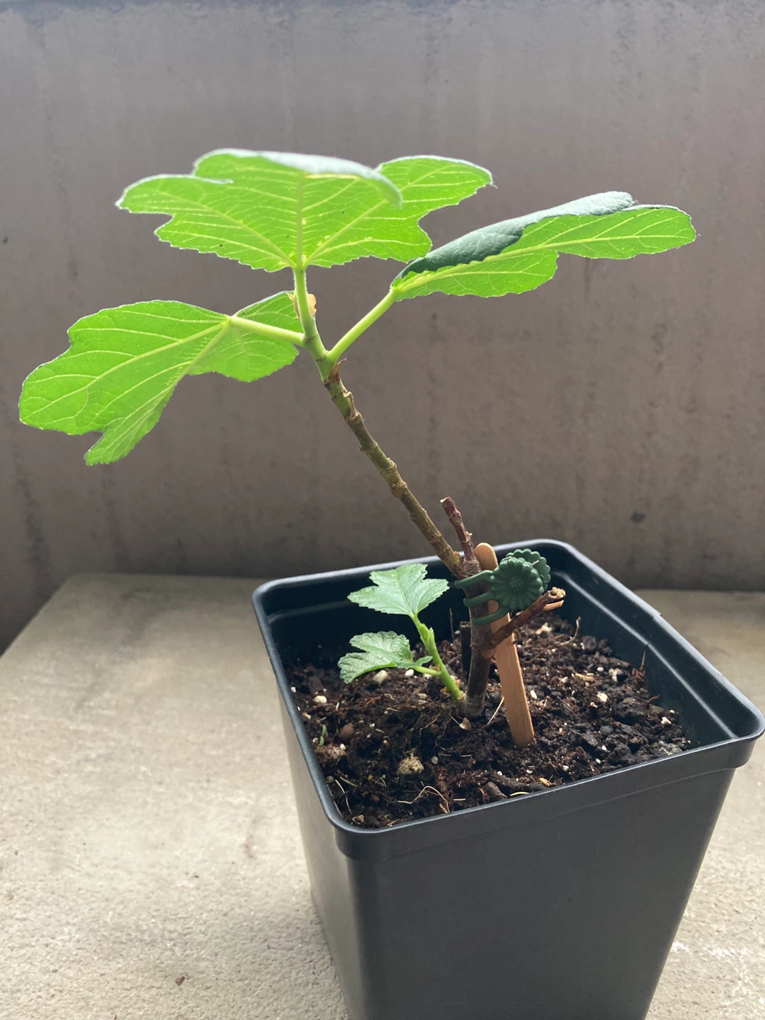 Fig Tree Plant - Kadota - photo 2