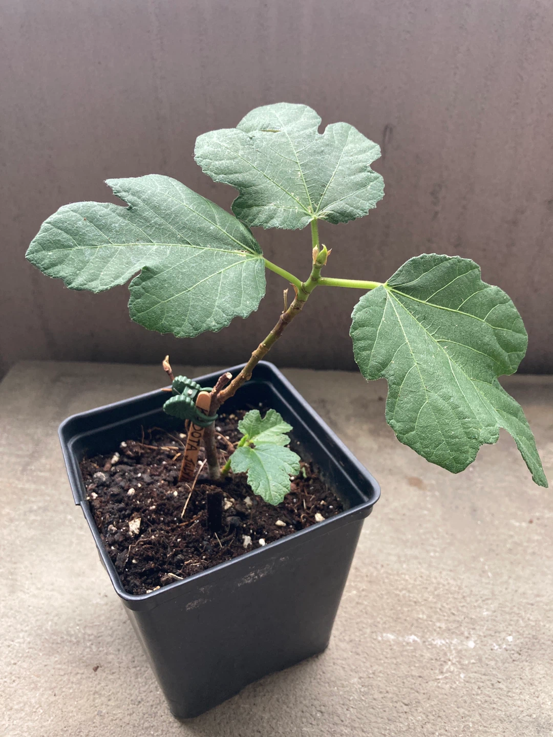 Fig Tree Plant - Kadota