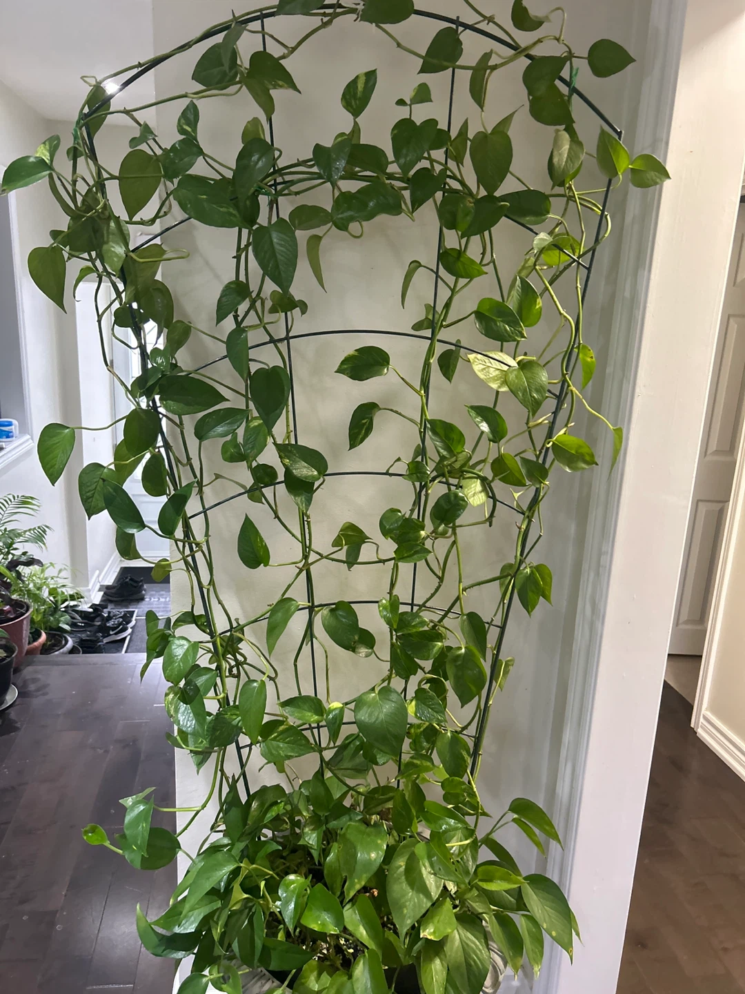 Pothos Plant with Trellis