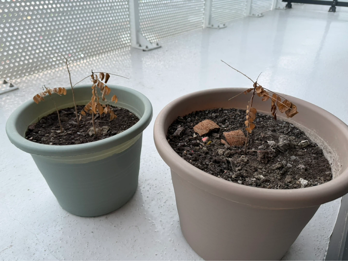 Flower pot with soil