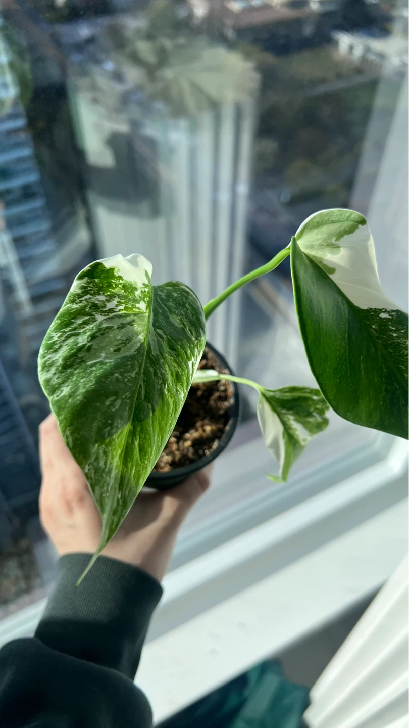 Variegated Monstera Albo - photo 3