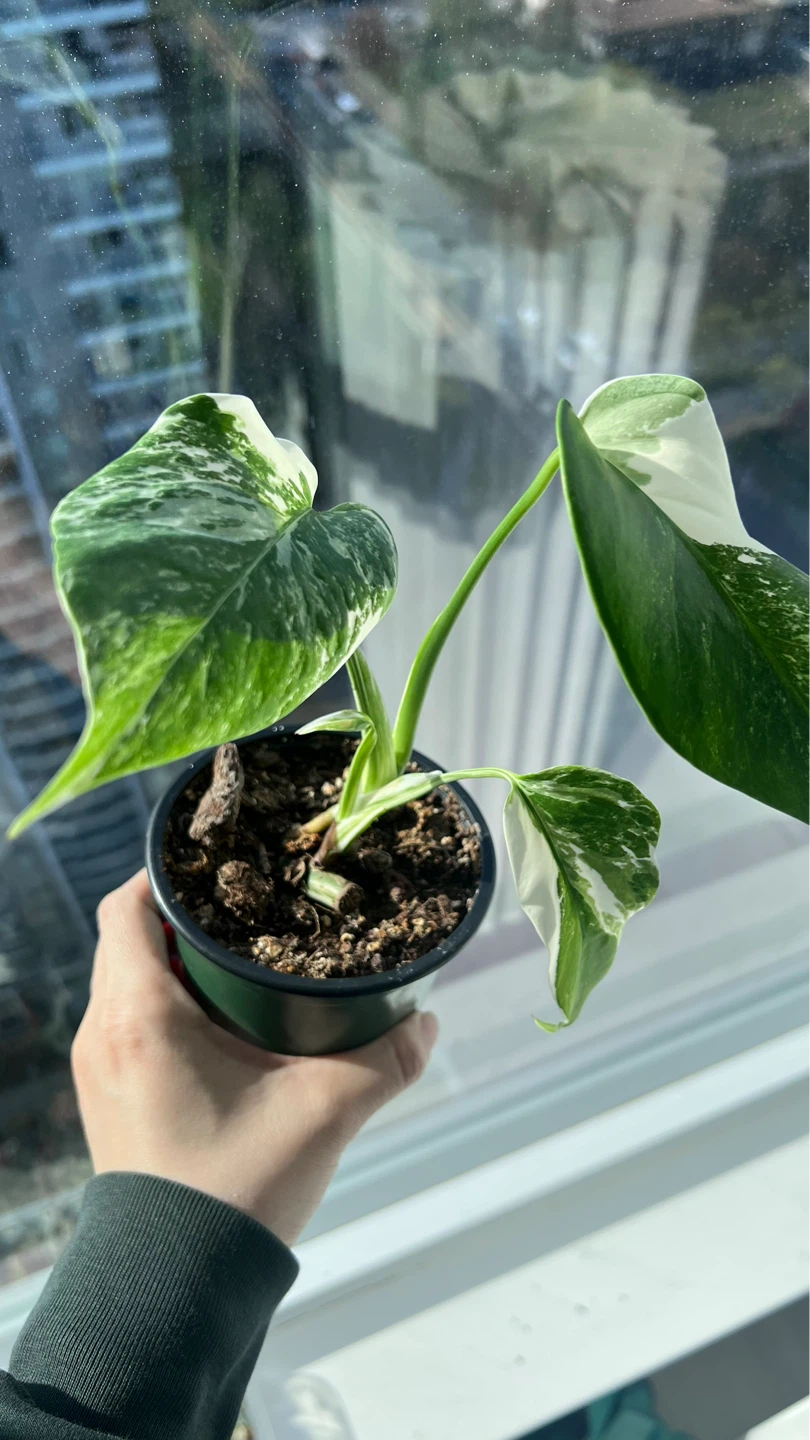 Variegated Monstera Albo - photo 5