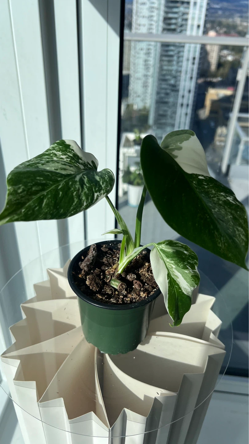 Variegated Monstera Albo