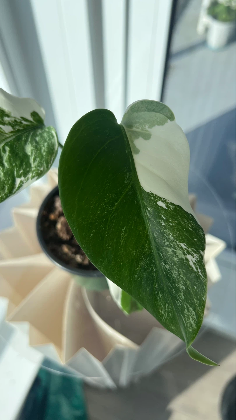 Variegated Monstera Albo - photo 2
