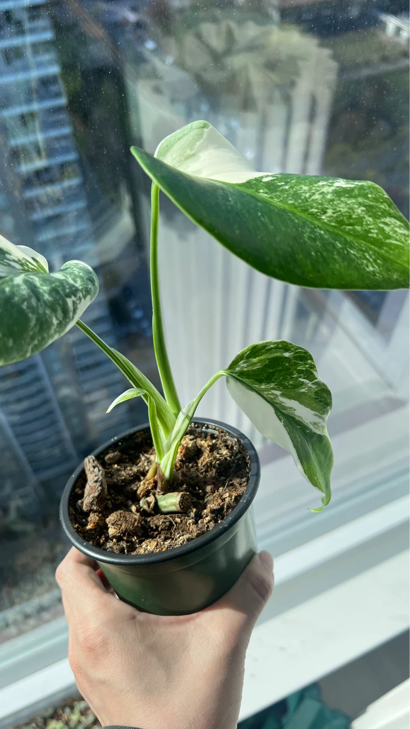 Variegated Monstera Albo - photo 4