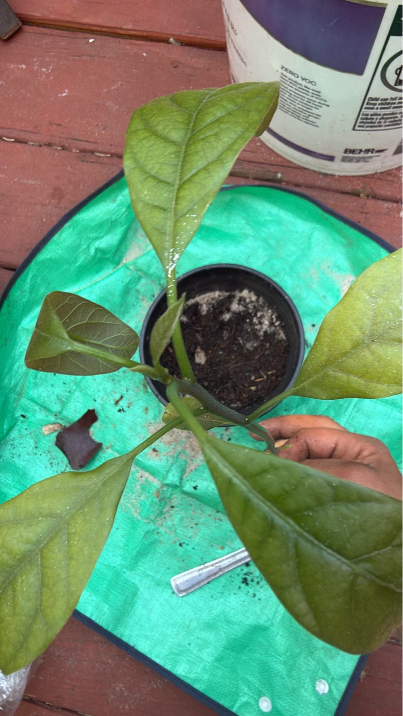 Avocado Seedling Plant - photo 3