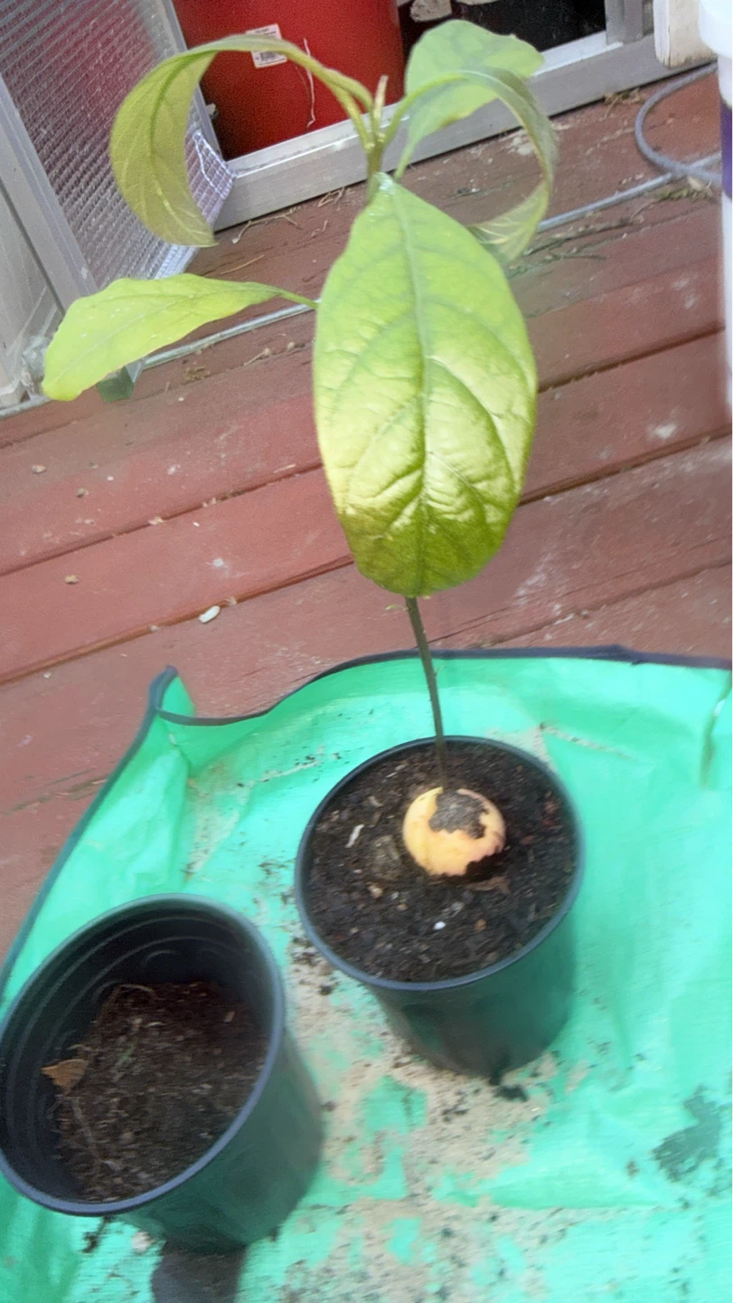 Avocado Seedling Plant