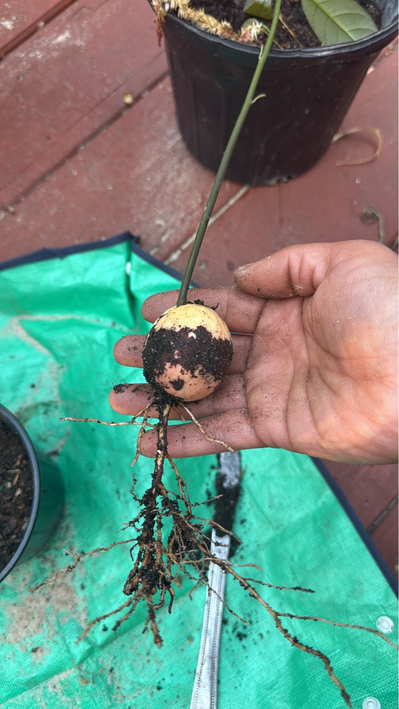 Avocado Seedling Plant - photo 2