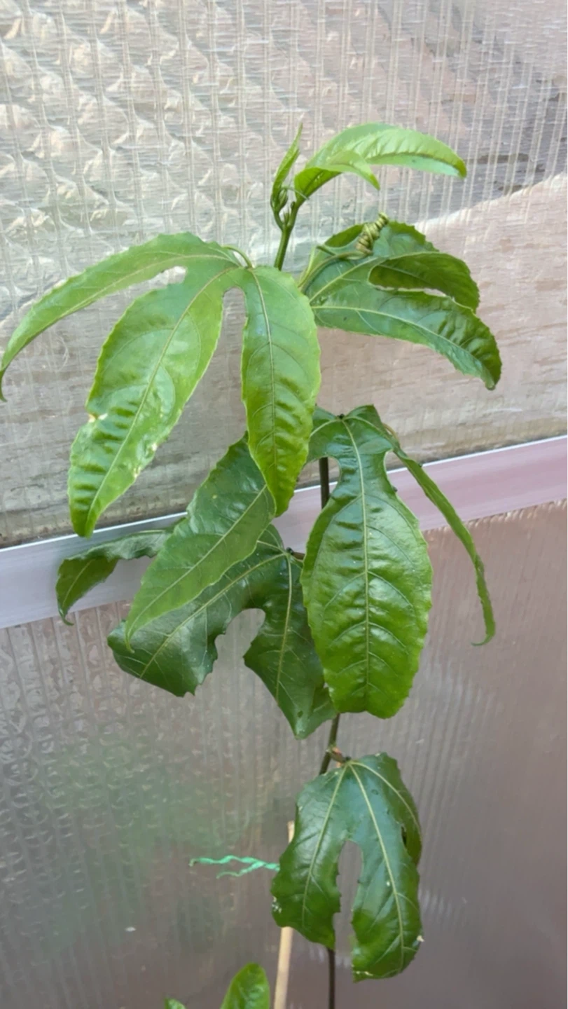 Young Passion Fruit Plant