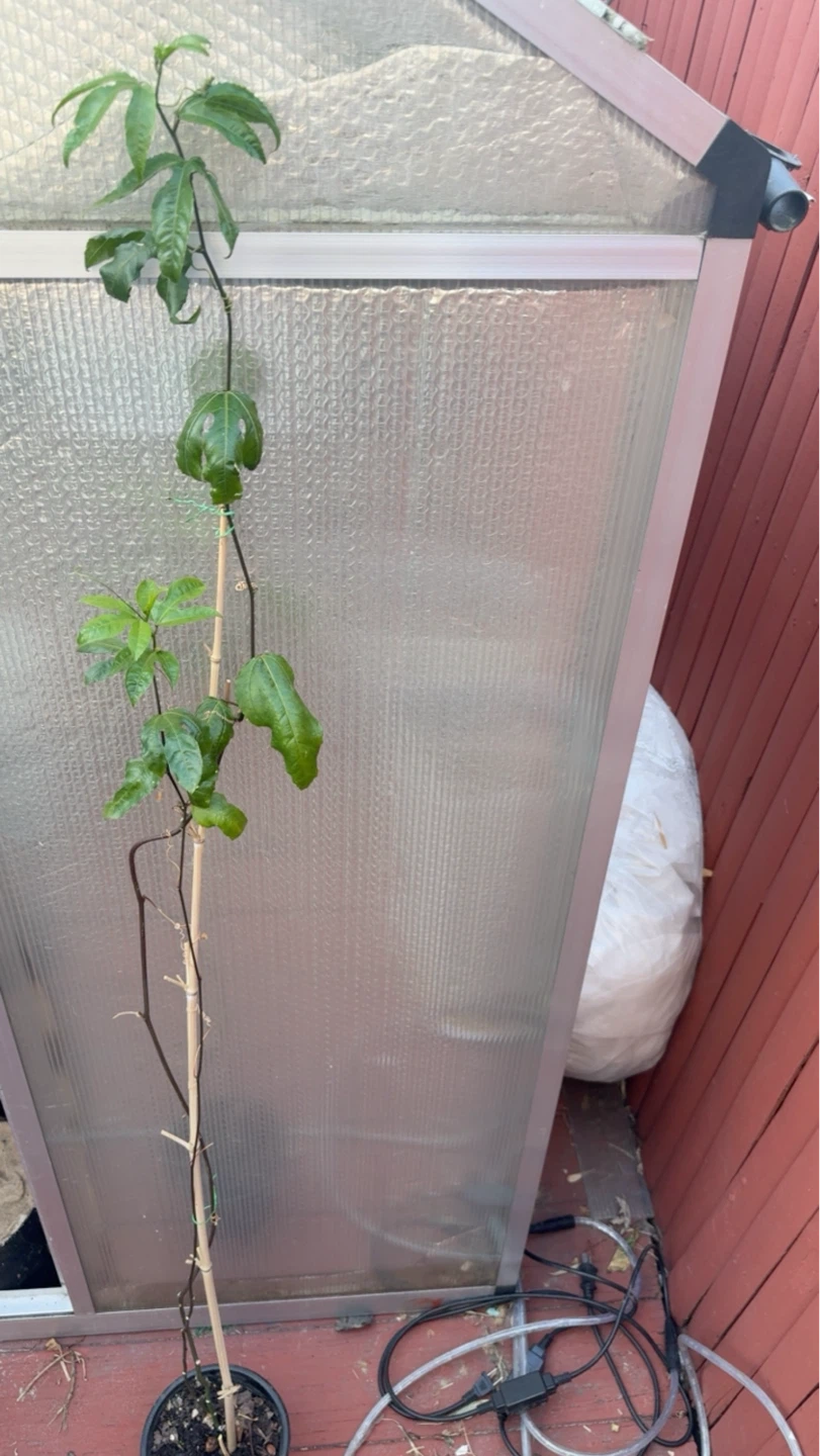 Young Passion Fruit Plant - photo 2