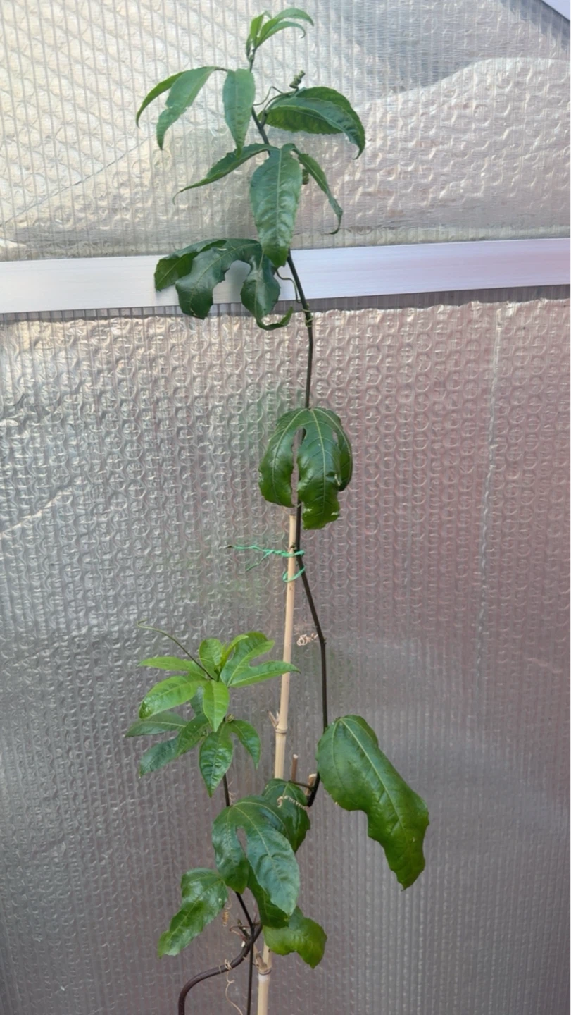 Young Passion Fruit Plant - photo 3