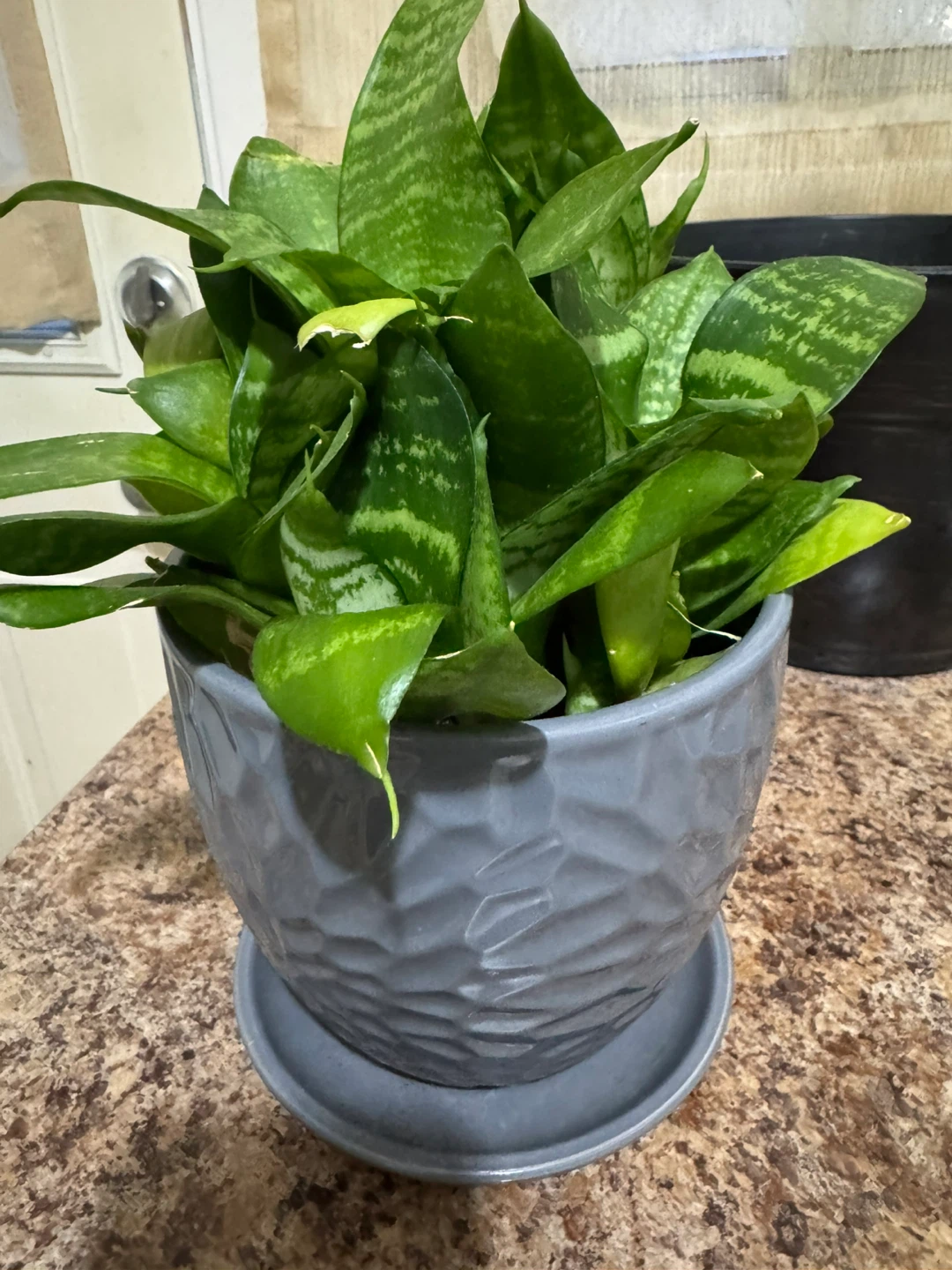 Snake Plant in Grey Textured Pot