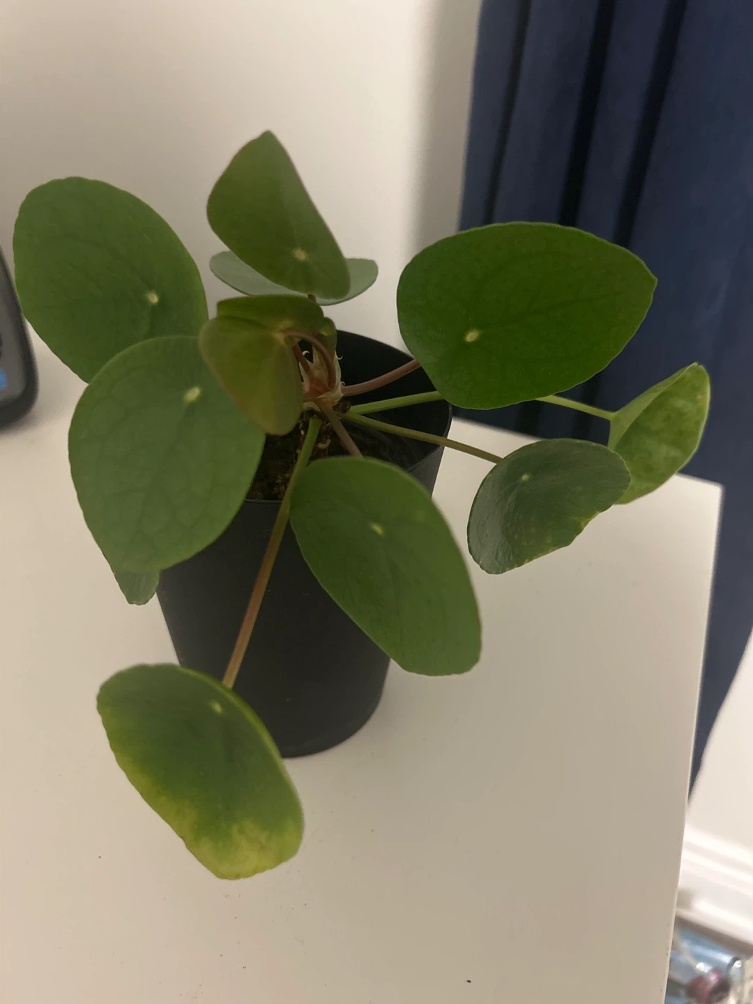 Pilea Peperomioides Plant