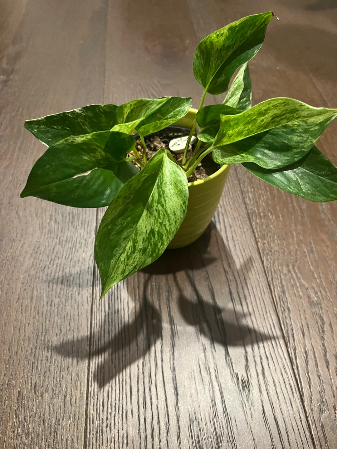 Marble Queen Pothos Plant in Yellow Pot