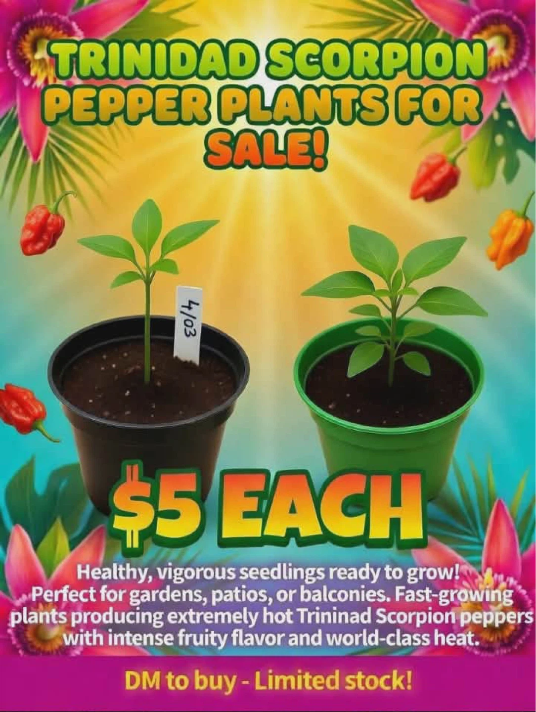 Plants for Sale - photo 2
