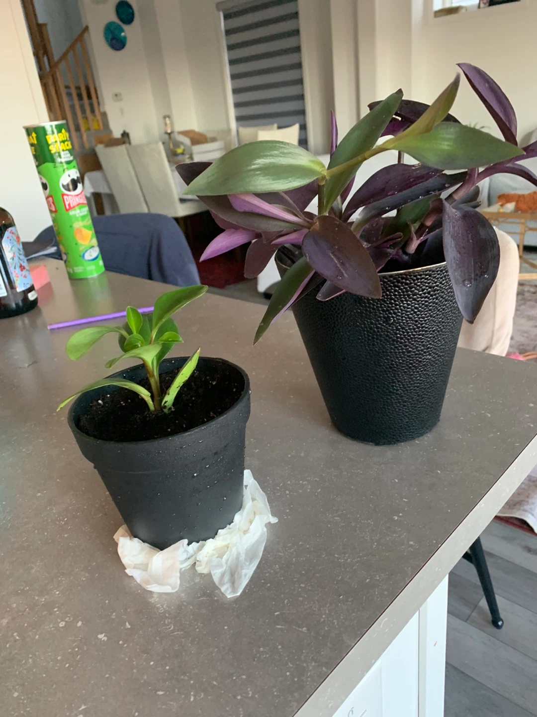 Pothos Plant in White Pot - photo 3