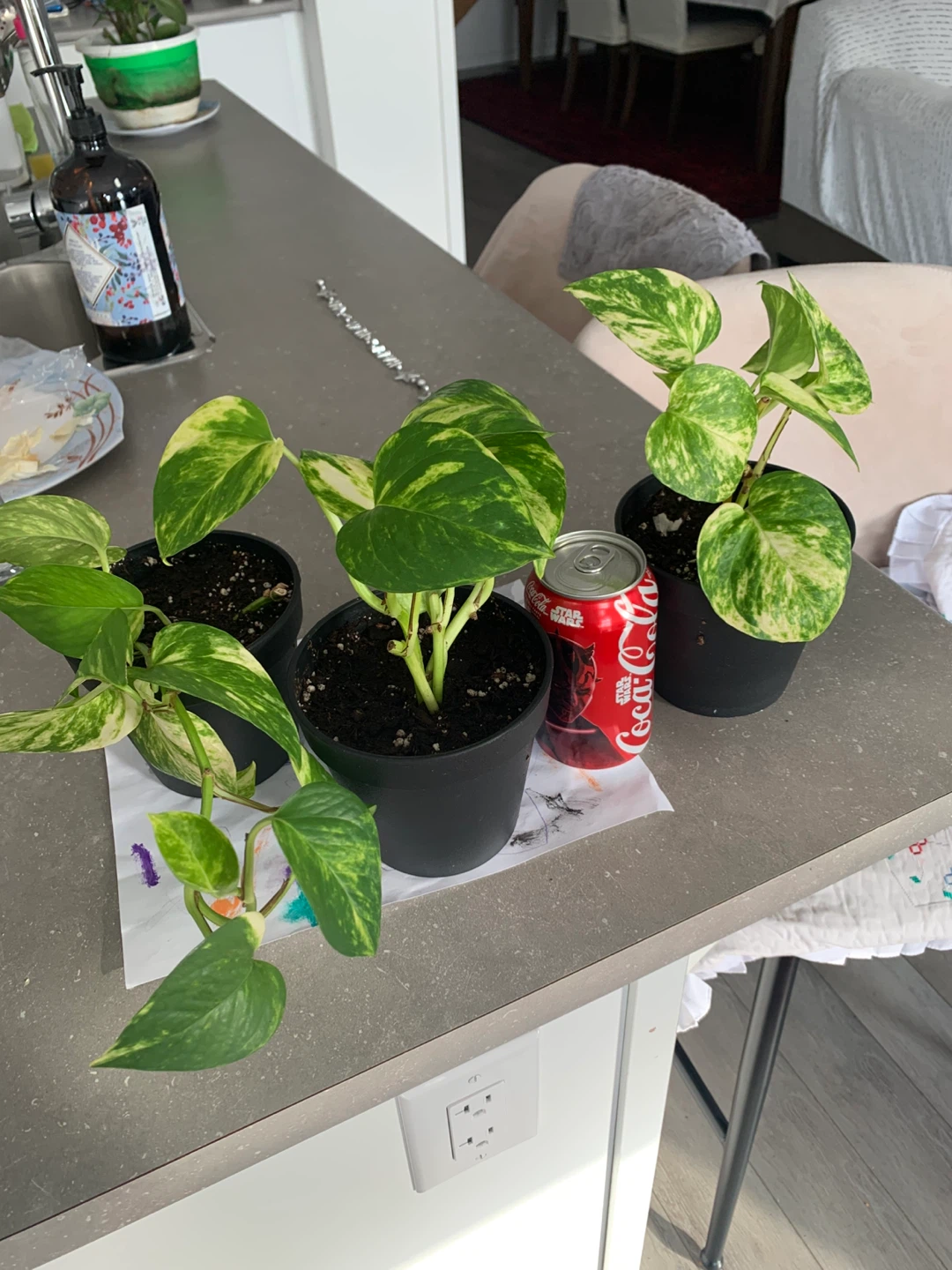 Pothos Plant in White Pot - photo 4
