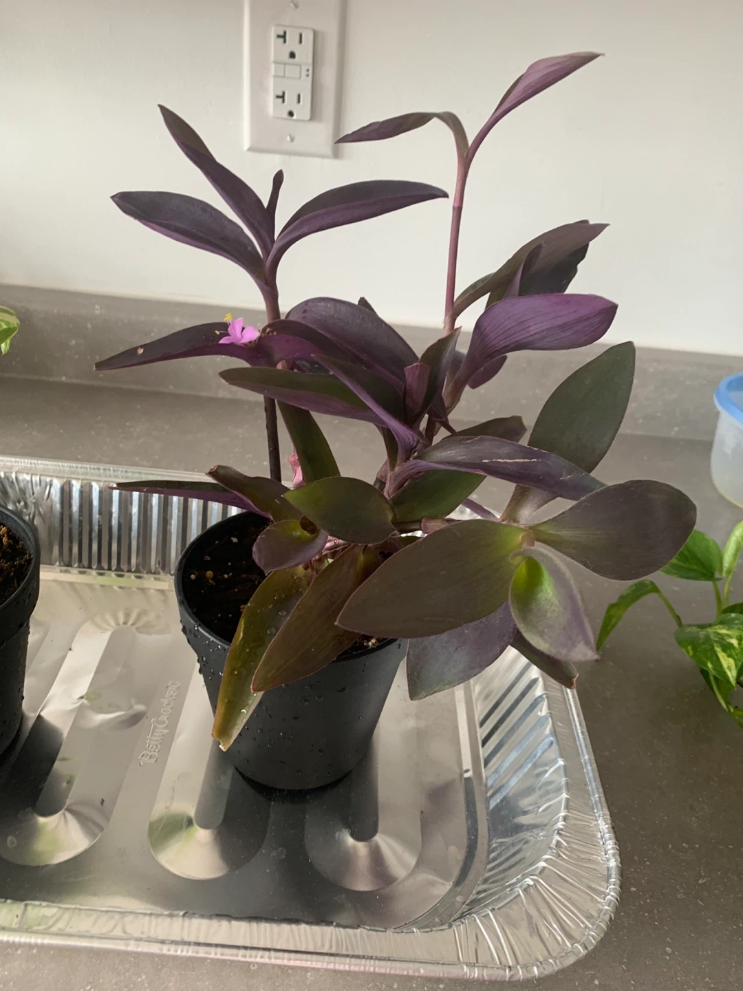 Pothos Plant in White Pot - photo 2