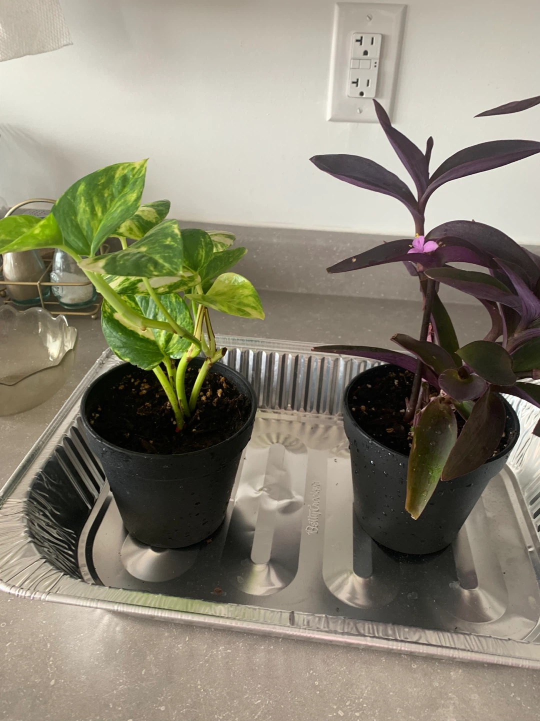 Pothos Plant in White Pot