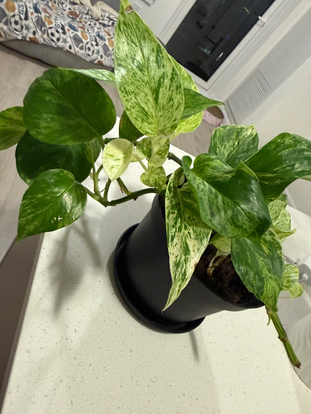 Marble Queen Pothos Plant in Black Pot