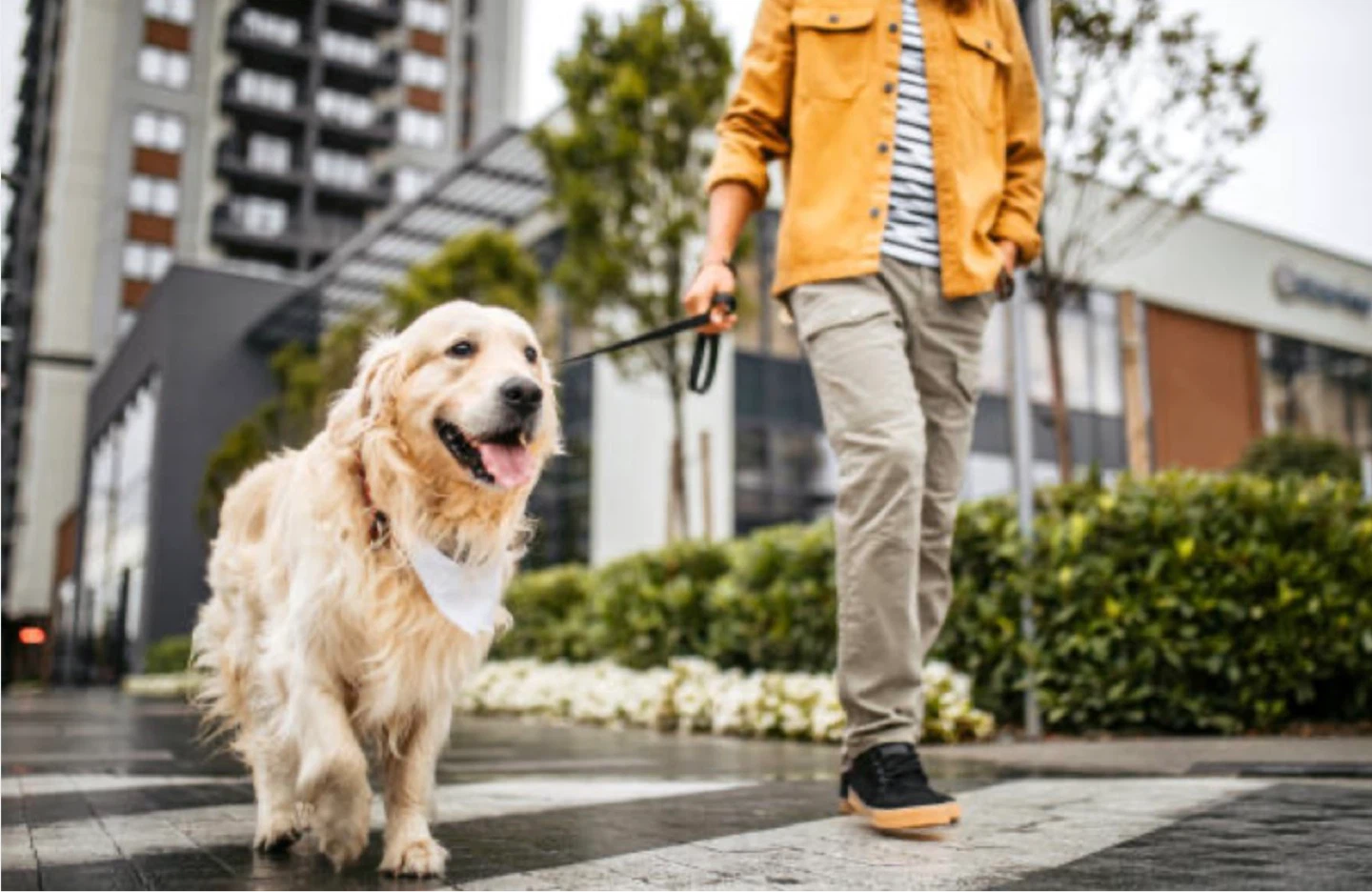 “ILL WALK WITH YOUR DOG” - photo 3