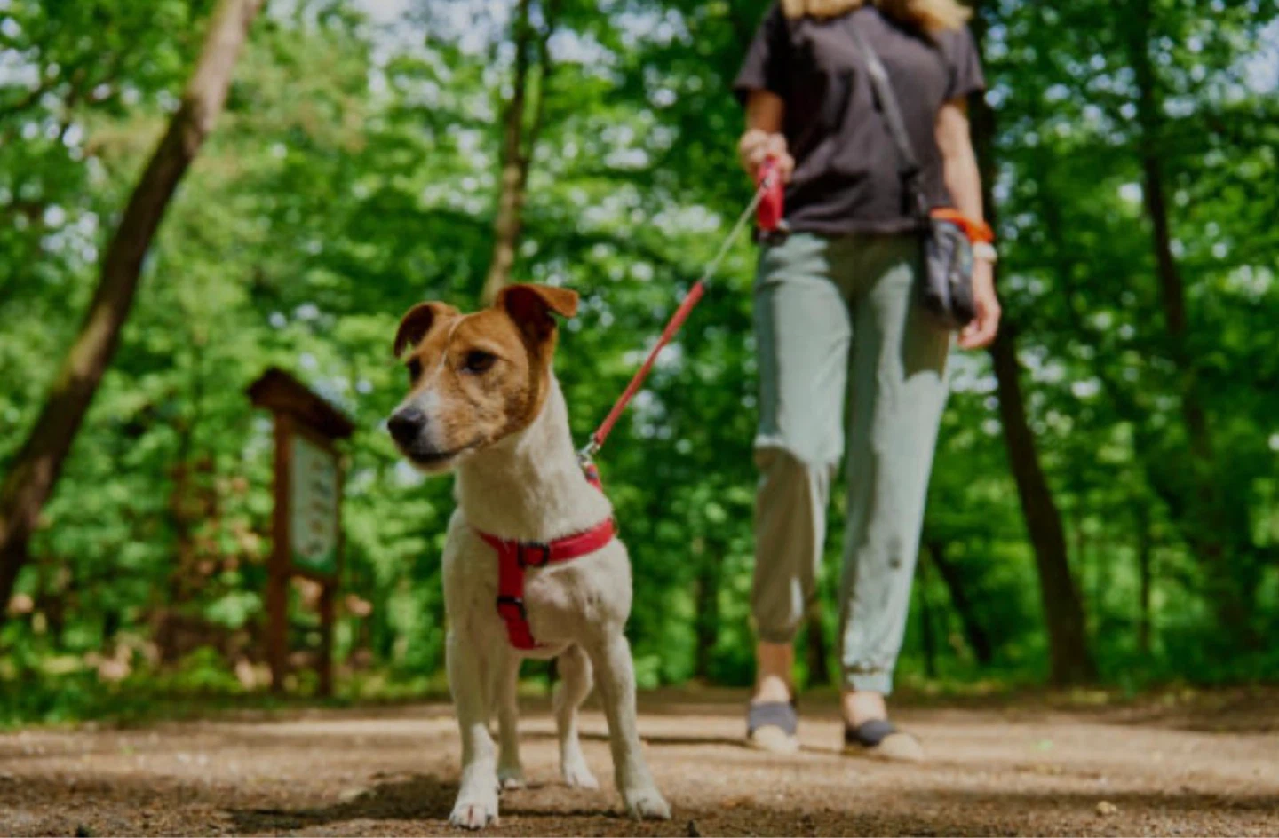 “ILL WALK WITH YOUR DOG” - photo 4