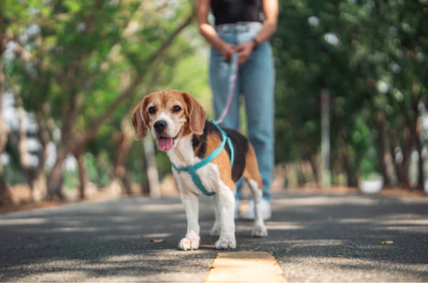 “ILL WALK WITH YOUR DOG” - photo 5