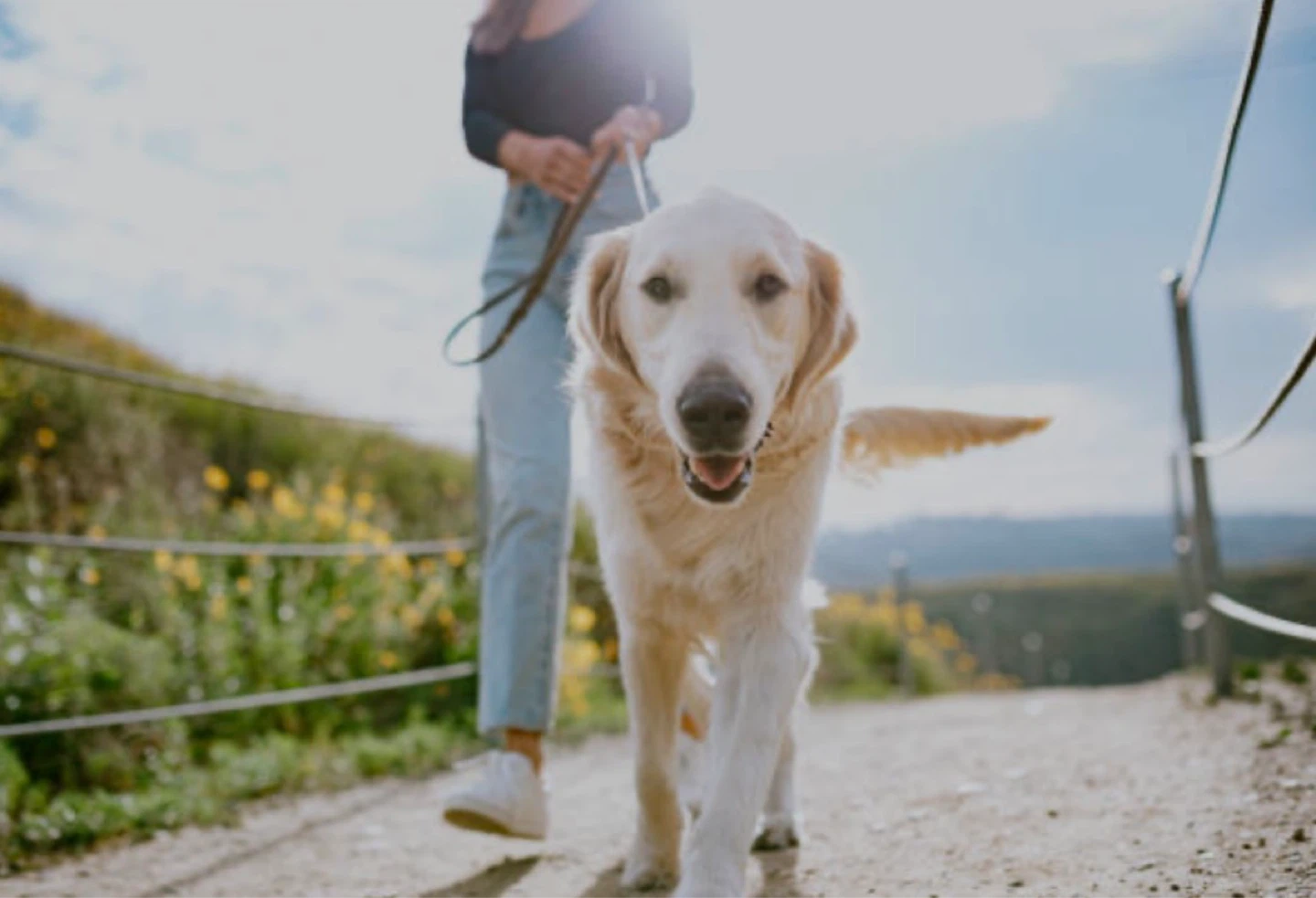 “ILL WALK WITH YOUR DOG” - photo 2