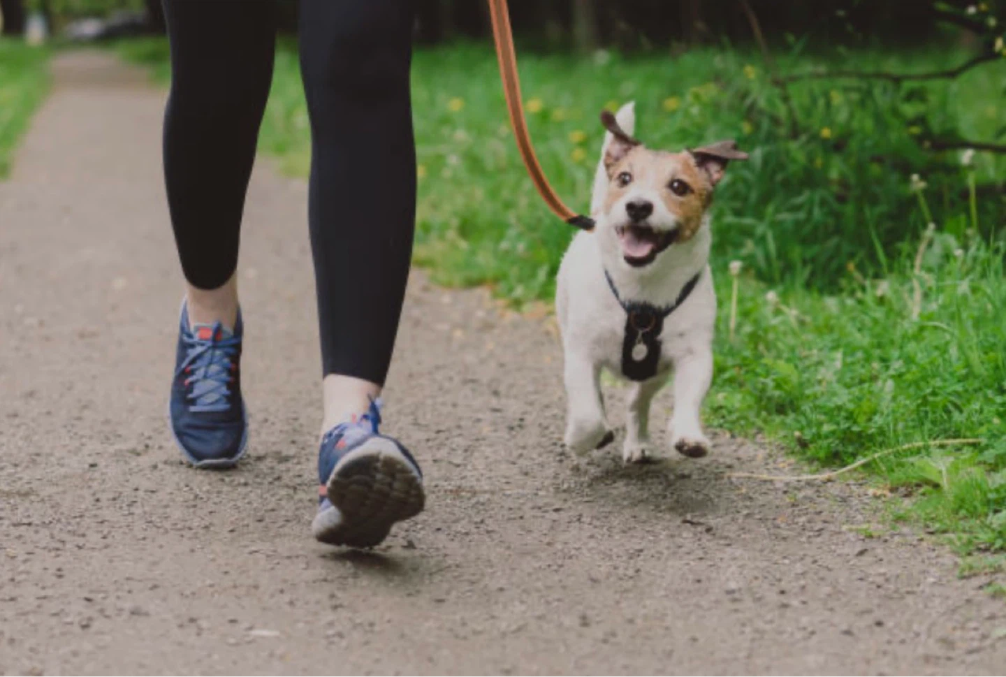 “ILL WALK WITH YOUR DOG”